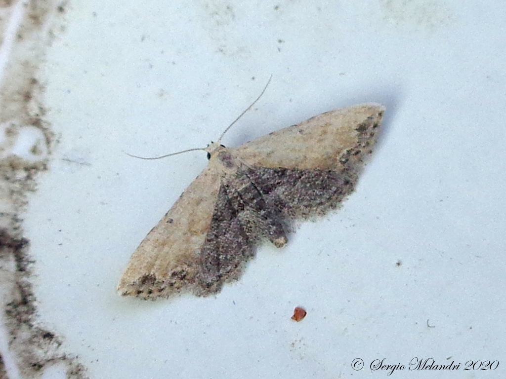 Araeopteron ecphaea - Erebidae? S